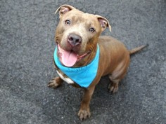 06/21/2016 SUPER URGENT MANHATTAN NYC - PUPPY TO BE DESTROYED TODAY!!! A1077111 ADOPT 10 MONTH OLD Turbo, ex-pet, owner surrendered, a happy young dog, relaxed and playful,affectionate,knows commands, good with people, good with dogs, good with kids,
