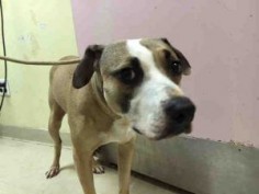 06/29/2016 STILL THERE!!! SUPER URGENT HELP RESCUE THIS DOG - TERRIFIED EX-PET BAMBI – STATEN ISLAND NYC - TO BE DESTROYED - A1077293 FEMALE, TAN / WHITE, PIT BULL MIX, 4 years old, OWNER SURRENDER Reason NO TIME Intake condition UNSPECIFIED, nervous but allowed all handling, Intake Date 06/13/2016, From NY 10312, past Due Out Date06/16/2016.