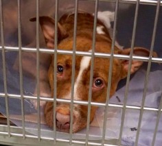 06/29/2016 SUPER URGENT ADOPT AURORA - #A1077917 - Manhattan CENTER NYC - FEMALE BROWN PIT BULL MIX 4 YEARS OLD, STRAY, has a cut on her leg so she is in the ACC part of the shelter and is at risk of being destroyed. An assessment of health and temperament is urgently required by an interested person to determine health and temperament before adoption can take place. Intake 06/18/16, past Due Out 06/21/16.