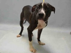 06/29/2016 SUPER URGENT Brooklyn Center NYC ADOPT / FOSTER / RESCUE PUPPY DOG CHESTNUT – to be destroyed - A1078257 MALE, BLACK / WHITE, AM PIT BULL TER MIX, only 8 months old, found as a STRAY but friendly, loves attention and perfectly healthy but underfed so likely to be a lost pet. Intake condition EXAM REQUIRED URGENTLY to determine health and temperament before adoption can take place. Intake Date 06/20/2016, From NY 11693, past his Due Out Date 06/23/2016.