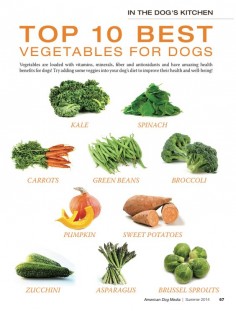 10 Best Foods for Dogs