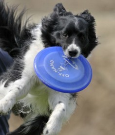 10 Cool Facts About Border Collies