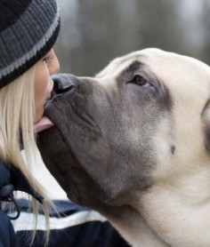 10 Cool Facts about English Mastiffs