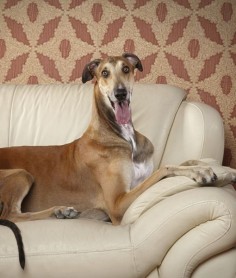 10 Cool Facts About Greyhounds