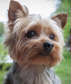 10 Cool Facts About Yorkshire Terriers |