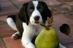 10 Healthiest Human Foods for Dogs (good to know when I'm dropping stuff on the floor when cooking)