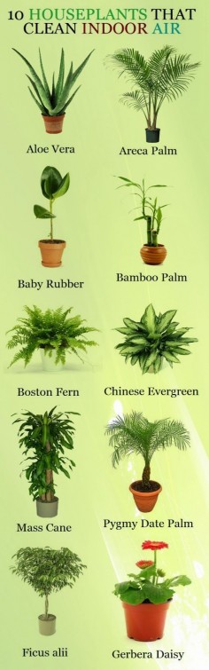 "10 Houseplants That Clean Indoor Air" - good for when we can't open up the windows with all the rain and humidity :)))
