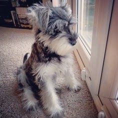 10 Interesting Facts about Miniature Schnauzer Click the picture to read