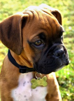 10 Most Family Friendly Dog Breeds_BOXERS