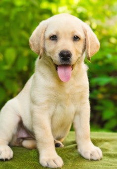 10 Surprising Facts About Labrador Retriever Dogs
