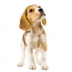 10 Surprising Facts about the Beagle