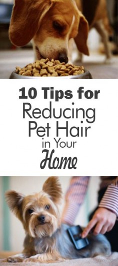 10 Tips for Reducing Pet Hair in Your Home