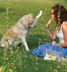 10 Useful and Easy Dog Obedience Training Tips 10 #cutepuppy #dailypuppy #funpetlove #geniebest