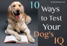 10 Ways to Test your Dog’s IQ