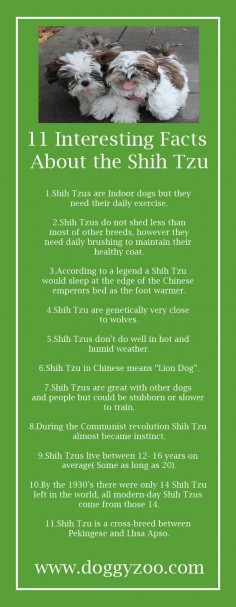 11 Interesting Facts about the Shih Tzu