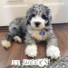 11 week old aussiedoodle puppy