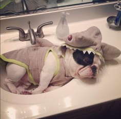 12 French Bulldogs You Need To Be Following On Instagram | Buzzfeed