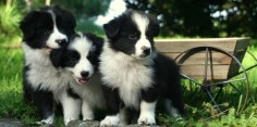 12 Imperative Border Collie Training Steps and Commands for Pet Owners