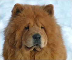 12 Reasons Why Chow Chows Are Underrated