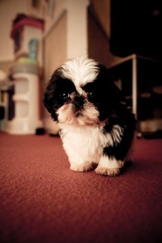 12 Reasons Why You Should Never Own Shih Tzus