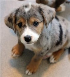 1/25/14 I can't believe that this GORGEOUS puppy is STILL AVAILABLE. Bekha ID 122578 is a spayed 3mos Catahoula Leopard Dog #puppy looking for a loving home at the SPCA of Texas - in #McKinney #Texas