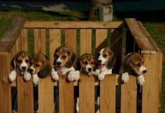 13 Things All Beagle Owners Know To Be True
