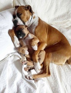 14 Images Only Lovers Of Boxer Dogs Will Understand. Number 3 Will Crack You Up!