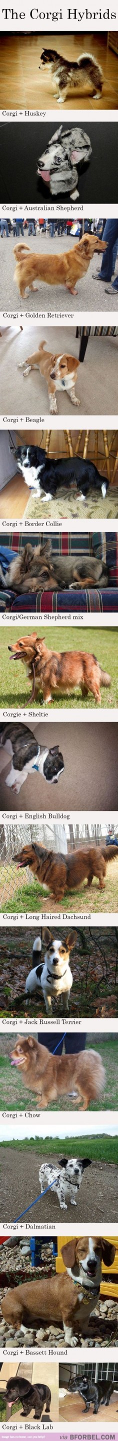 14 Of The Most Adorable Corgi Hybrids…I have a Corgador!!!!! She looks just like the one in the last picture