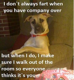 15 FUNNY ANIMALS IMAGES
