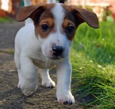 15 Signs You Are A Crazy Jack Russell Person