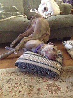 16 Dogs Who Can't Possibly Be Comfy Like That