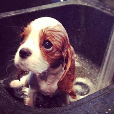 16 Reasons Cavalier King Charles Spaniels Are The Worst Indoor Dog Breeds Of All Time