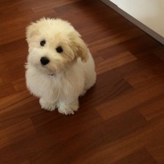16 Reasons The Coton De Tulear Should Be Your Favorite Dog Breed