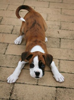 17 Irresistibly Cute Boxer Pup Puppy Boxers Puppies BowWow Times Cute Tiny