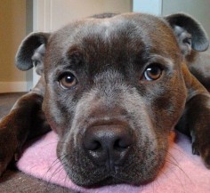 17 Things All Staffordshire Bull Terrier Owners Must Never Forget