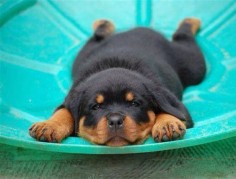20 Seriously Adorable & Funny Rottweiler Pictures ALL Rotty Fans Will Love - Barmy Pets