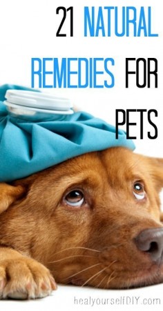 21 Natural Remedies For Pets That Will Make Your Pet Feel Healthy Again Without The Need To Visit Vet | DIY Beauty Fashion