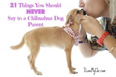 21 Things You Should NEVER Say to a Chihuahua Dog Parent
