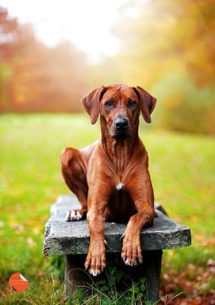 21 Times Rhodesian Ridgebacks Proved They're The Most Photogenic Breed EVER ! BowWow Times cute