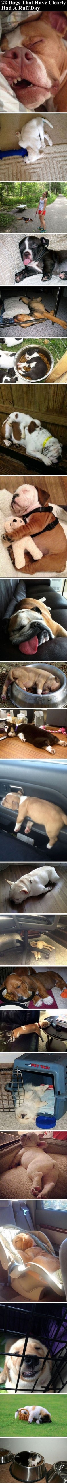 22 Dogs That Have Clearly Had A Ruff Day cute animals dogs adorable dog puppy animal pets funny animals funny pets funny dogs