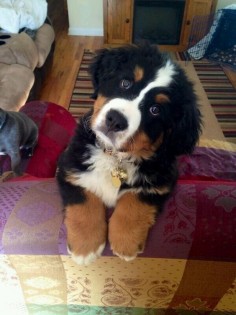23 Reasons Bernese Mountain Dogs Are The Champions Of Our Hearts