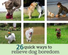 26 Quick and Simple Ways to Relieve Dog Boredom