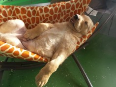 27 Dogs Who Clearly Have Life All Figured Out