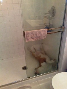 27 Hilarious Photos That Prove English Bulldogs Can Sleep Absolutely ANYWHERE BowWow Times Shower bath