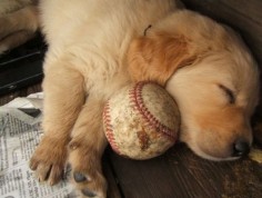 28 Pictures Of Golden Retriever Puppies That Will Brighten Your Day - goldens are the best