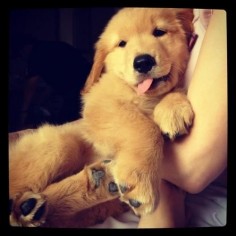 28 Pictures Of Golden Retriever Puppies That Will Brighten Your Day | I LOVE GOLDEN RETRIEVERS SO MUCH