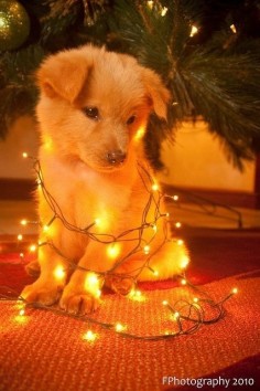 30 Dogs Who Think They're Christmas Trees @Wendy Felts gumpper