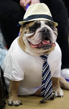 33rd bulldog beauty contest was held in the Drake University in Des Moines, Iowa. Its just a symbol of the university and in this way the locals celebrate their mascot.