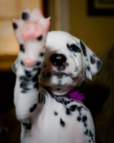 35 Reasons You Need A Dalmatian In Your Life