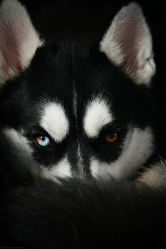 3/52 - Those  by Arctic Blue Huskies on Flickr.